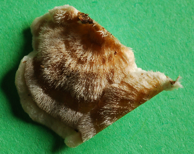 Quale Trametes??